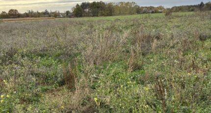 Baugé Terrain à bâtir - 2354290-10544annonce120251202qZMoG.jpeg Maisons Bernard Jambert